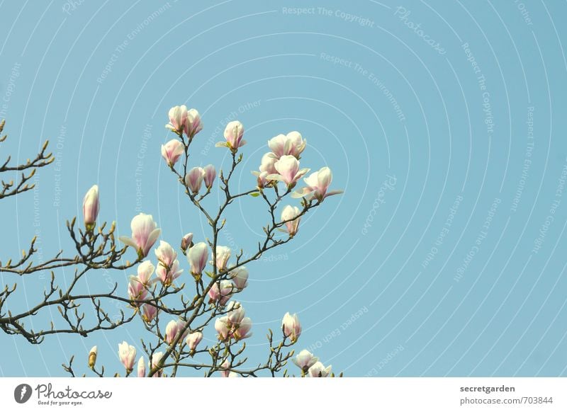 blumige ostern euch! Umwelt Natur Wolkenloser Himmel Frühling Pflanze Baum Sträucher Duft frisch Wärme blau weiß ästhetisch Vergänglichkeit Wandel & Veränderung