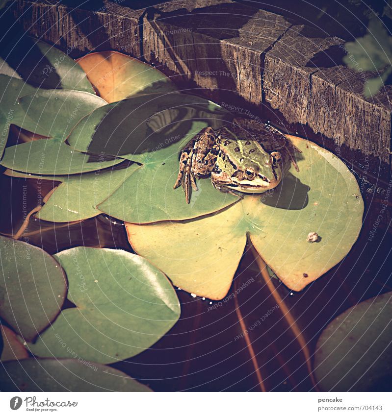 es war einmal... Natur Urelemente Wasser Sommer Schönes Wetter Blatt Garten Teich Tier Frosch 1 Zeichen Freundlichkeit Glück schön kalt klein nass natürlich