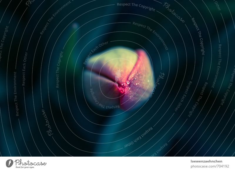Tulpe im Schlafrock Natur Pflanze Wassertropfen Sonnenlicht Frühling Schönes Wetter Blüte Garten Duft einfach elegant frisch nass neu schön mehrfarbig