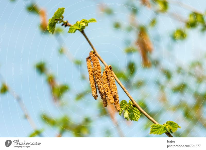 Haselnussblüte mit Blättchen Lebensmittel Frucht Umwelt Pflanze Frühling Baum Sträucher Blüte Wildpflanze blau Corylus avellana Haselstrauch Haselnussstrauch