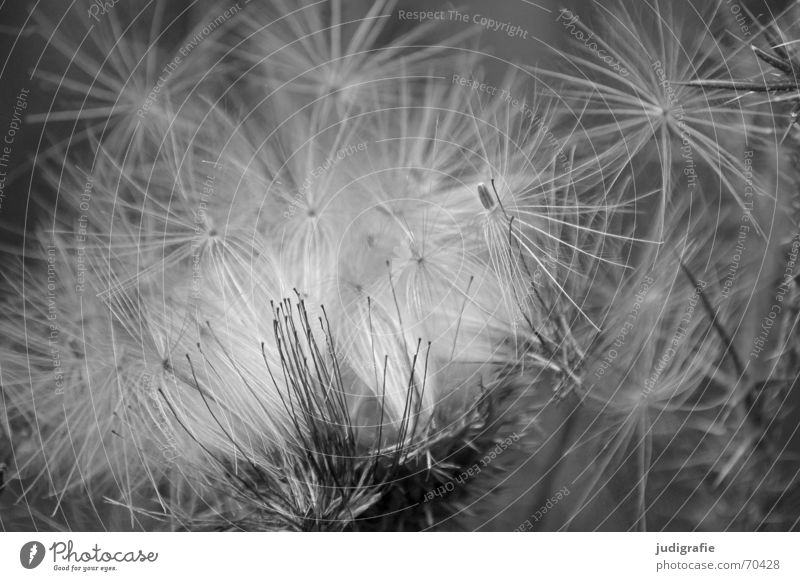 Distel 2 Pflanze weich schön Sommer Herbst schwarz Fortpflanzung Licht glänzend fein zart Korbblütengewächs Schwarzweißfoto carduus Samen Natur Stern (Symbol)