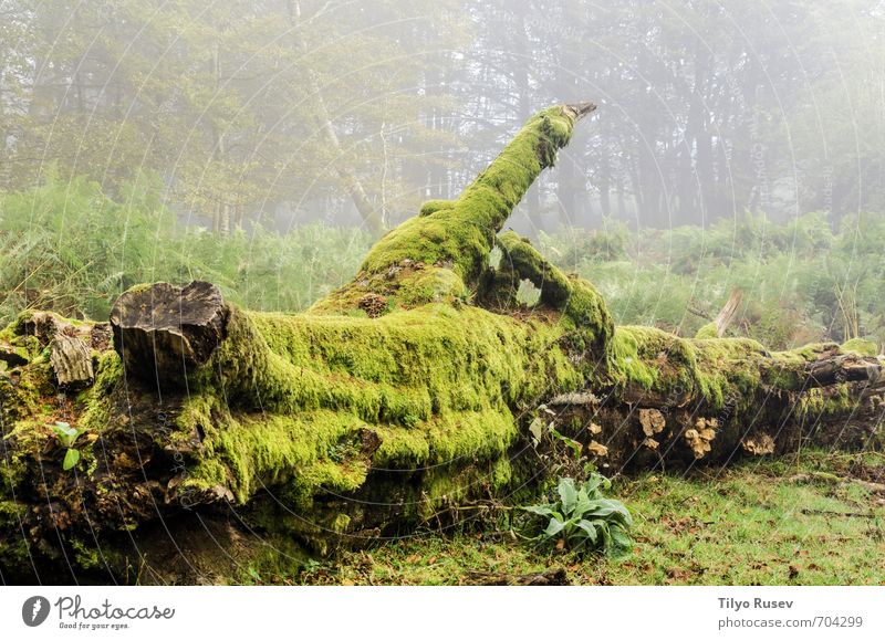 Alter Stumpf schön Sonne Berge u. Gebirge Natur Baum Wald Platz Straße Wege & Pfade natürlich braun grün Farbe Frieden Holz im Inneren Spanien Europa Europäer