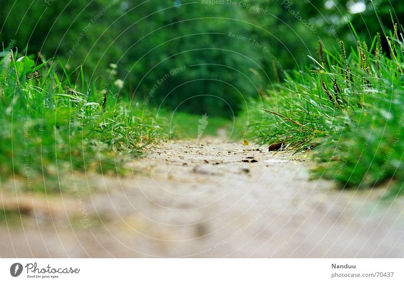 Der Weg ist das Ziel schön ruhig Ferne wandern Natur Gras Wiese Wege & Pfade gehen groß klein nass grün Gefühle Langeweile Beginn Ende Konzentration