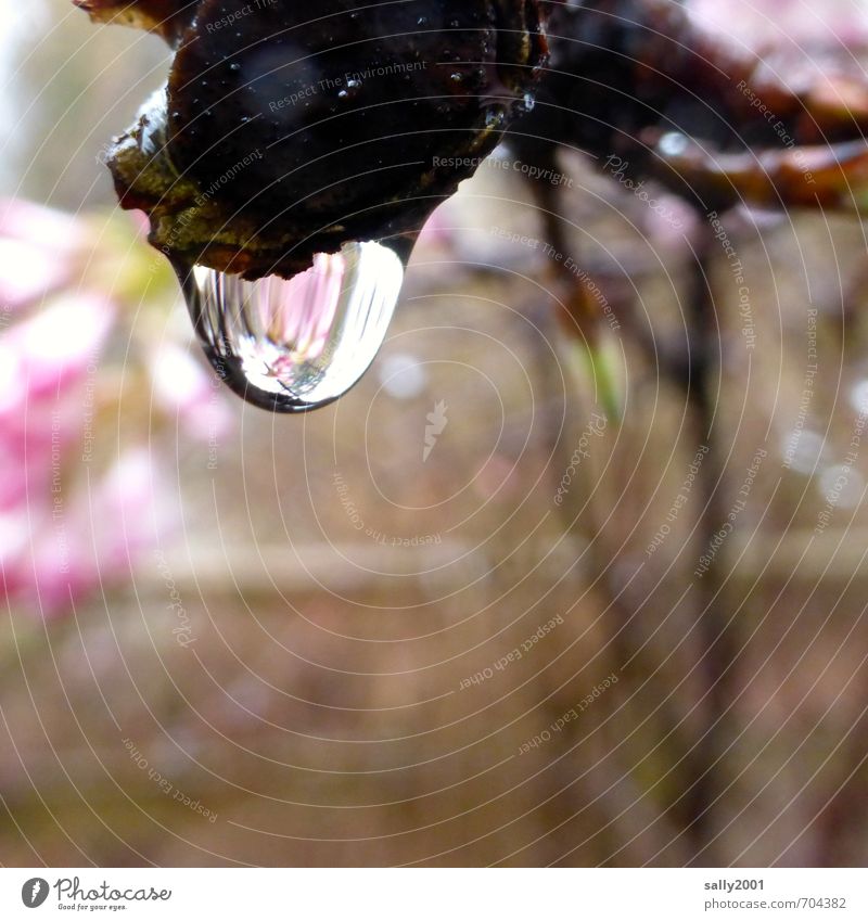 klarer Frühlingstropfen Wassertropfen Regen Baum Garten ästhetisch Flüssigkeit glänzend kalt nass rund rosa Gelassenheit Natur rein Vergänglichkeit