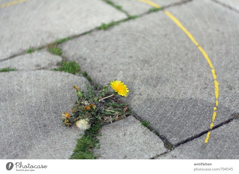 Farbenspiel Umwelt Natur Frühling Sommer Schönes Wetter Blume Blatt Blüte Wildpflanze Löwenzahn Unkraut Stadt Stadtrand Fußgängerzone Platz Pflastersteine