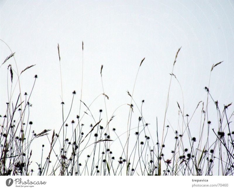 sehr... Blume Feld Wiese Blüte Wiesenblume Gras Sommer Zärtlichkeiten berühren Pflanze schön Brise Gefühle Natur Silhouette