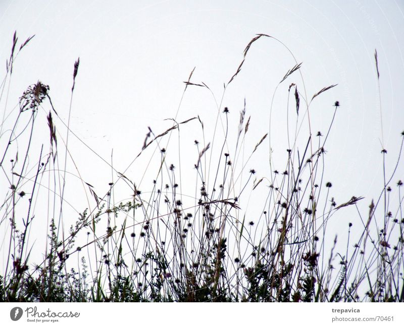 ... sehr... Blume Feld Wiese Blüte Wiesenblume Gras Sommer Zärtlichkeiten berühren Pflanze schön Brise Gefühle Natur Silhouette