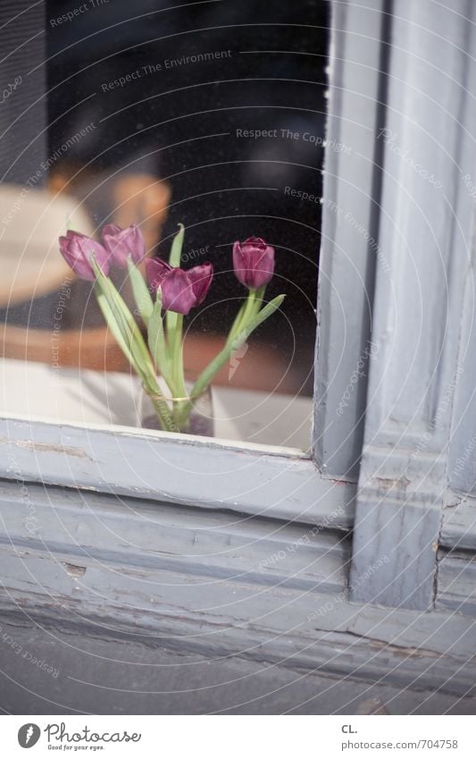 tulpen Häusliches Leben Wohnung Dekoration & Verzierung Raum Schönes Wetter Blume Tulpe Haus Fenster Blühend alt Fensterscheibe Fensterrahmen Holz Holzfenster