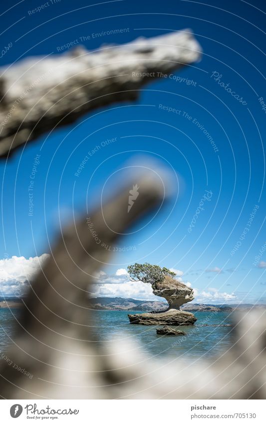 Bauminsel Natur Landschaft Felsen Küste Strand Bucht Meer Insel exotisch Neuseeland Farbfoto Außenaufnahme Tag Unschärfe