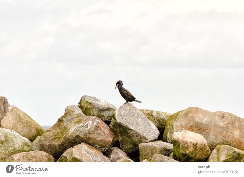 Kormoran Entenvögel Himmel Ostsee Vogel ""water bird"" Ornithologie plumage Schnabel Feder Tier Meer shag maritim wildlife Außenaufnahme natürlich Steinblock