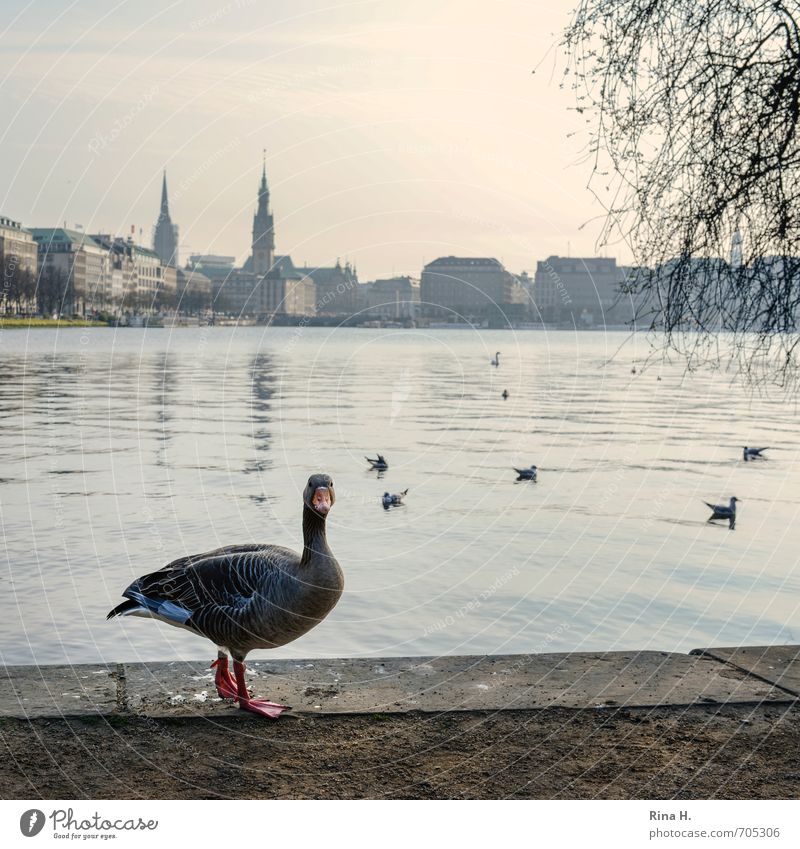 AlsterGeflügel Horizont Seeufer Hamburg Wildtier Wildgans 1 Tier Neugier Binnenalster Skyline Quadrat Farbfoto Außenaufnahme Menschenleer Textfreiraum oben