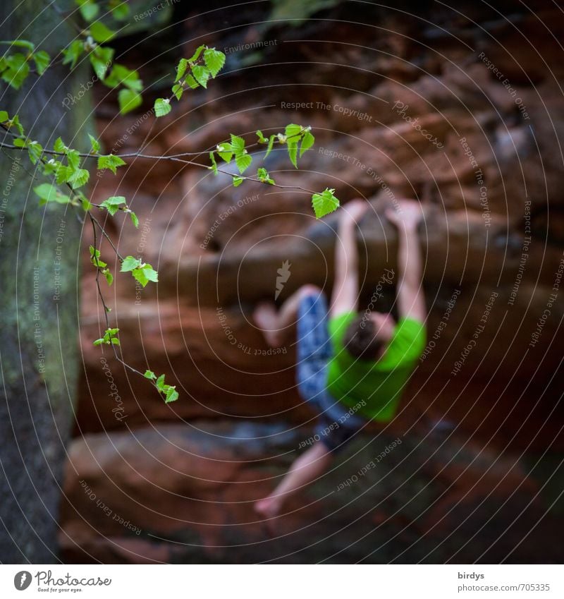 Der Weg ist das Ziel Klettern Bergsteigen boldern Freeclimbing Freeclimber Junger Mann Jugendliche Körper 1 Mensch 18-30 Jahre Erwachsene Baum Blatt Ast Felsen