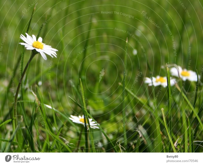 Hoch hinaus Gänseblümchen Blume Wiese grün gelb weiß Sommer Frühling Natur Blühend