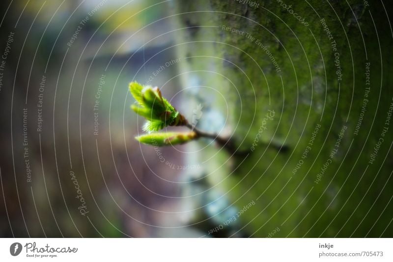 Frühlingsbote Natur Baum Blatt Grünpflanze Blattknospe Buchenblatt Buchenkeim Garten Park Wald Wachstum frisch klein natürlich saftig braun grün Gefühle