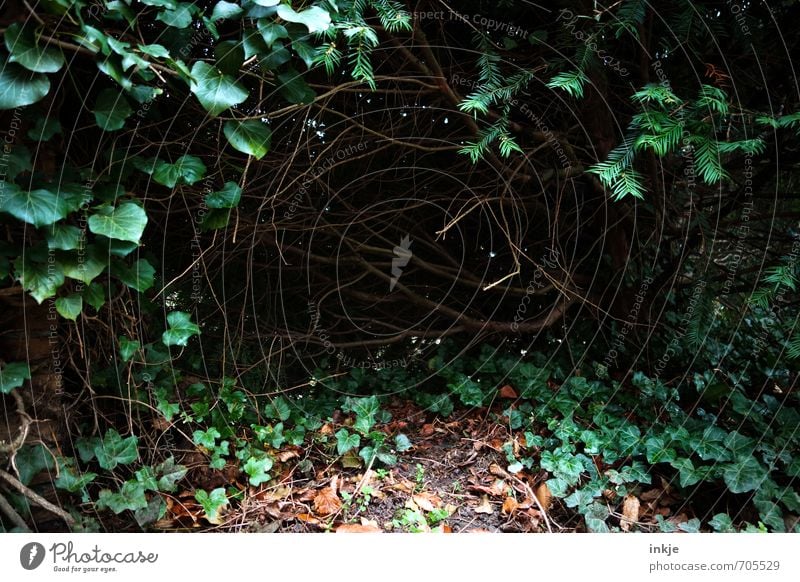 ein wahres Ostereierversteck Natur Frühling Sommer Herbst Sträucher Efeu Grünpflanze Wildpflanze Unterholz Eibe Garten Park dunkel gruselig unten grün schwarz