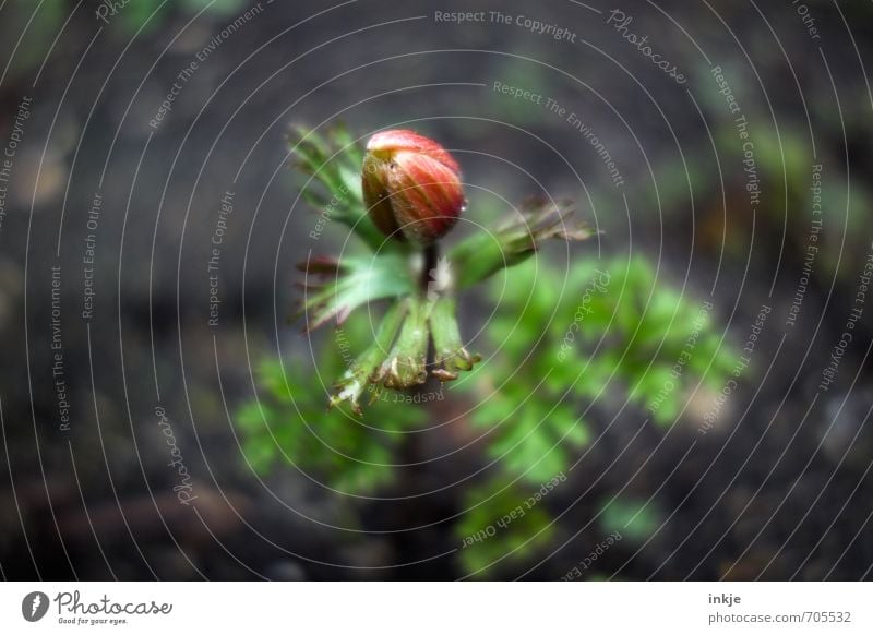 Frühlingsbote Natur Blume Blüte Frühlingsblume Garten Blühend natürlich schön braun grün rot Beginn geschlossen Farbfoto Außenaufnahme Nahaufnahme Makroaufnahme