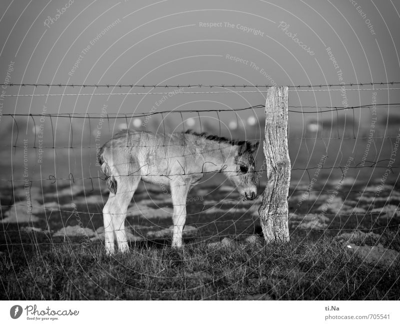 Junges Wildes Frühling Küste Nordsee Speicherkoog Dithmarschen Naturschutzgebiet Weltkulturerbe Wildtier Pferd Wildpony Wildpferde Konik 1 Tier Tierjunges