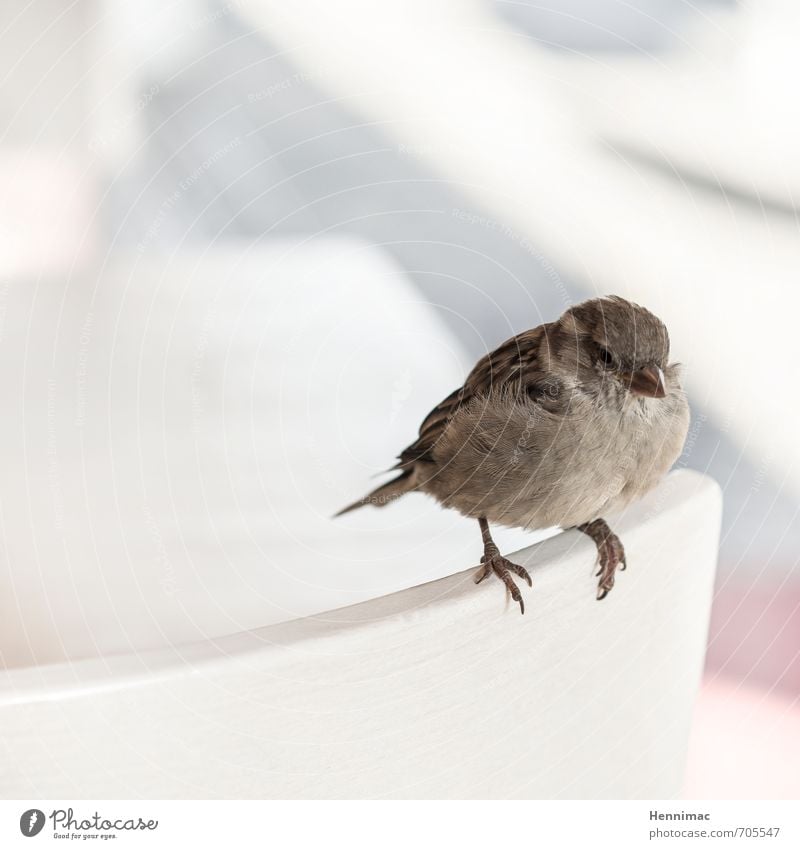 Brötchenkrümel-Wartestellung. Natur Tier Wildtier Vogel 1 hocken warten kuschlig klein natürlich niedlich rund weich braun grau Zufriedenheit Tierliebe