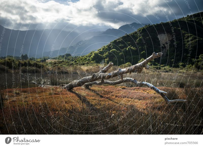 Astrein Natur Landschaft Himmel Wolken Sonnenlicht Baum Gras Sträucher Wald Hügel Neuseeland Abel Tasman National Park Farbfoto Außenaufnahme Tag