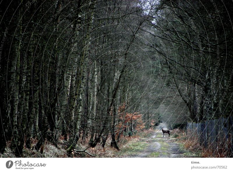 Hier wohne ICH Außenaufnahme Dämmerung Wohnung Tier Baum Wald Wildtier Wachsamkeit Reh Rarität Zaun Unterholz aha Heimat Wildwechsel durch diese hohle gasse...