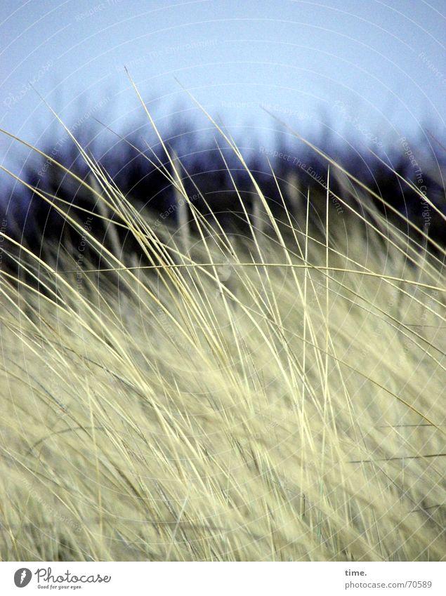 Ostsee mon amour schön Strand Umwelt Natur Gras Wiese Küste Bewegung Ahrenshoop Naturphänomene Wildnis Lee norddeutsch Naturgesetz Licht Schatten Düne natürlich