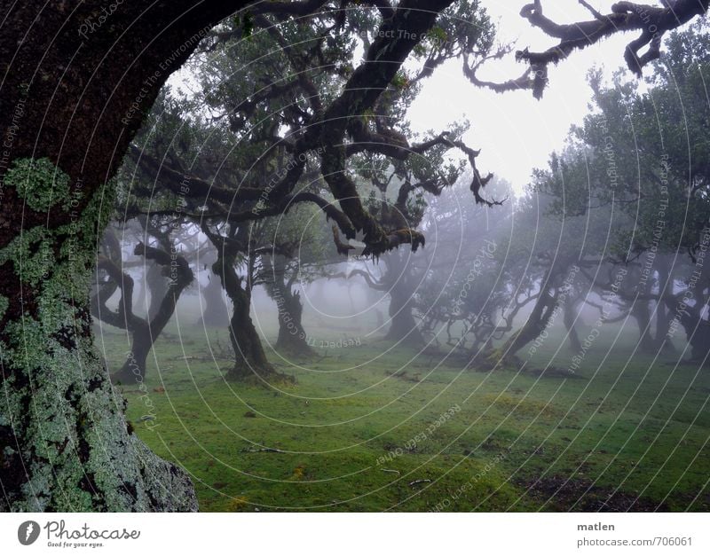 Hexentanzplatz Landschaft Pflanze Wassertropfen Wetter schlechtes Wetter Nebel Regen Baum Gras Moos Wiese Wald Hügel braun grau grün Flechten Farbfoto