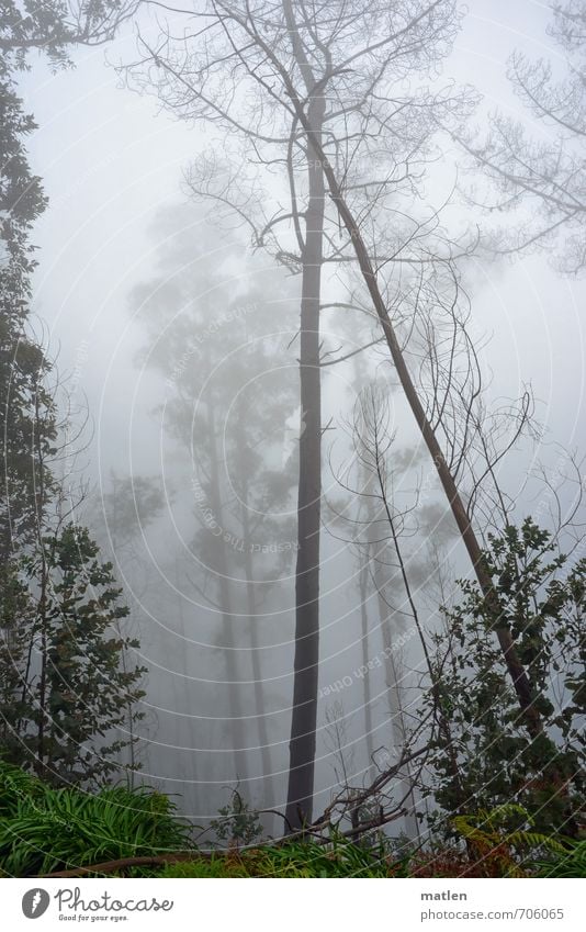 support Natur Landschaft Pflanze Frühling Nebel Baum Wald braun grau grün anlehnungsbedürftig Farbfoto Gedeckte Farben Außenaufnahme Menschenleer Tag