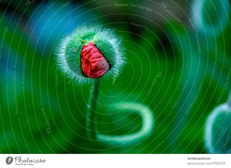 Da kommt was auf mich zu! Natur Pflanze Frühling Blume Blüte Blühend drehen Duft Wachstum warten fantastisch Neugier schön grün rot Glück Lebensfreude