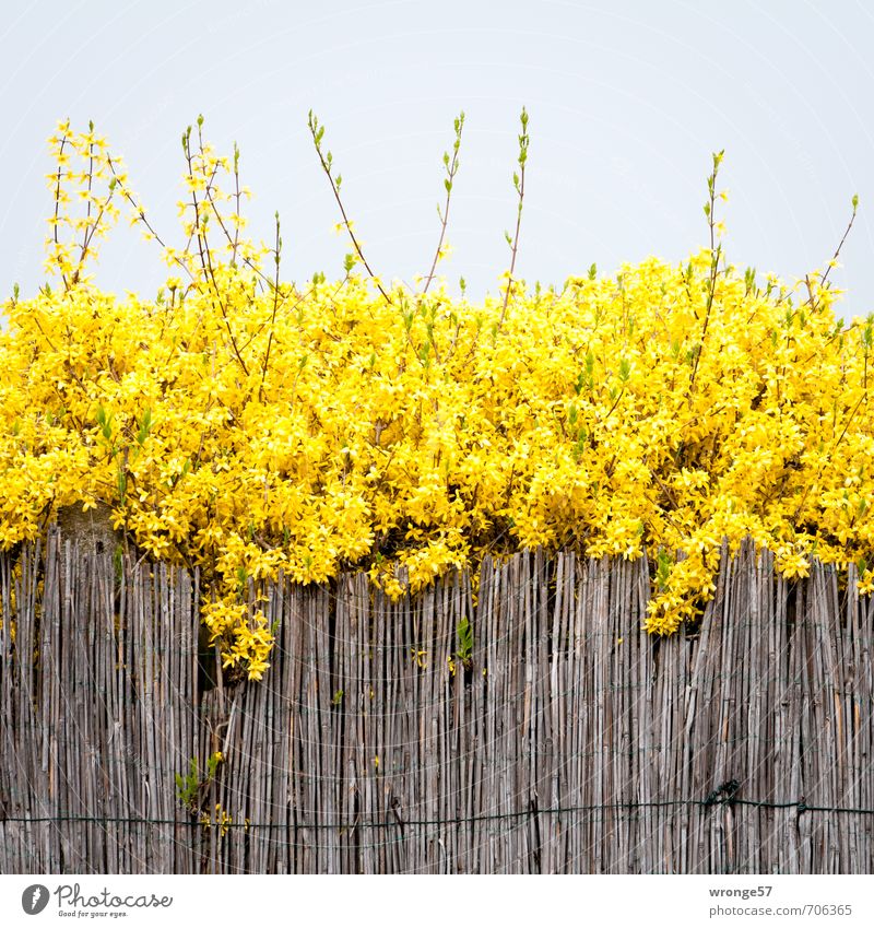 Es ist Frühling Pflanze Himmel Wolkenloser Himmel Sträucher Blüte Forsithie Forsythienblüte Garten braun gelb goldgelb Goldglöckchen Zaun Schilfrohr