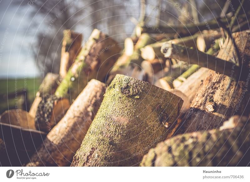 neues Brennholz Waldarbeiter Natur Landwirtschaft Forstwirtschaft Umwelt Landschaft Frühling Schönes Wetter Baum Nutzpflanze Wildpflanze Bayern Holz