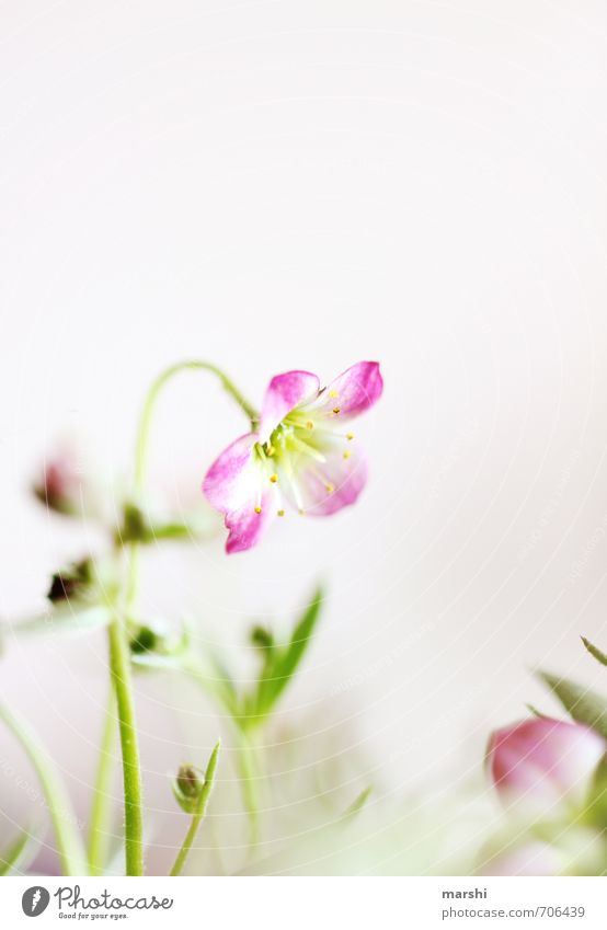 Geburtstagsblümle Natur Pflanze Blume gelb grün rosa Frühlingsgefühle Blühend zart Farbfoto Außenaufnahme Innenaufnahme Tag