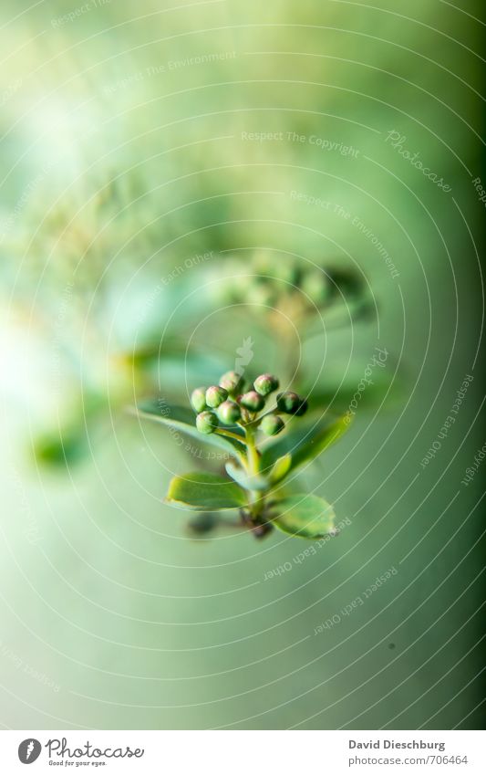 Im Garten Natur Pflanze Tier Frühling Sommer Schönes Wetter Sträucher Blatt Blüte Grünpflanze Park gelb grün Frühlingstag Wachstum Hochformat Blütenknospen