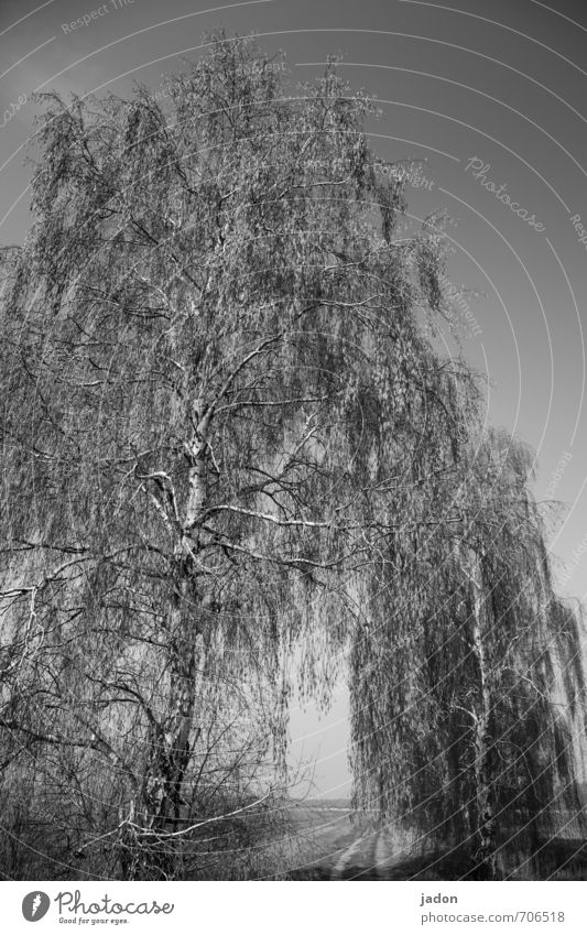 Gespenstbirke wandern Skulptur Wolkenloser Himmel Sonnenlicht Frühling Baum Feld Wege & Pfade Tunnel alt ästhetisch dunkel gruselig Macht Romantik bedrohlich