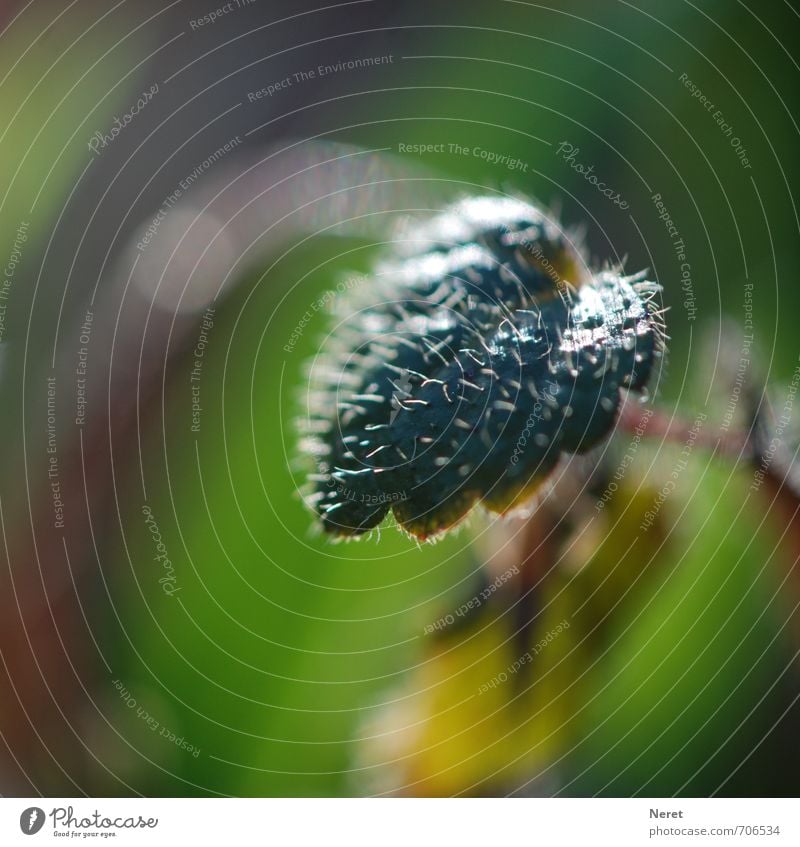 haarige Angelegenheit Natur Pflanze Frühling Blatt ästhetisch stachelig grün Schutz Angst Kontrolle Schutzschild Farbfoto Außenaufnahme Nahaufnahme