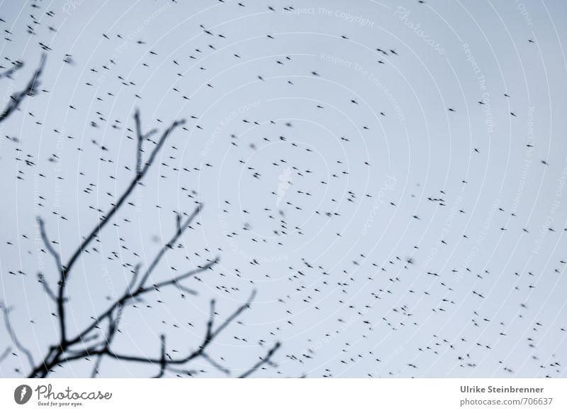 AST 7 | Die Killermücken kommen! Ferien & Urlaub & Reisen Umwelt Natur Pflanze Tier Himmel Baum Feld Fliege Mückenplage Mückenschutz Tiergruppe Schwarm frieren