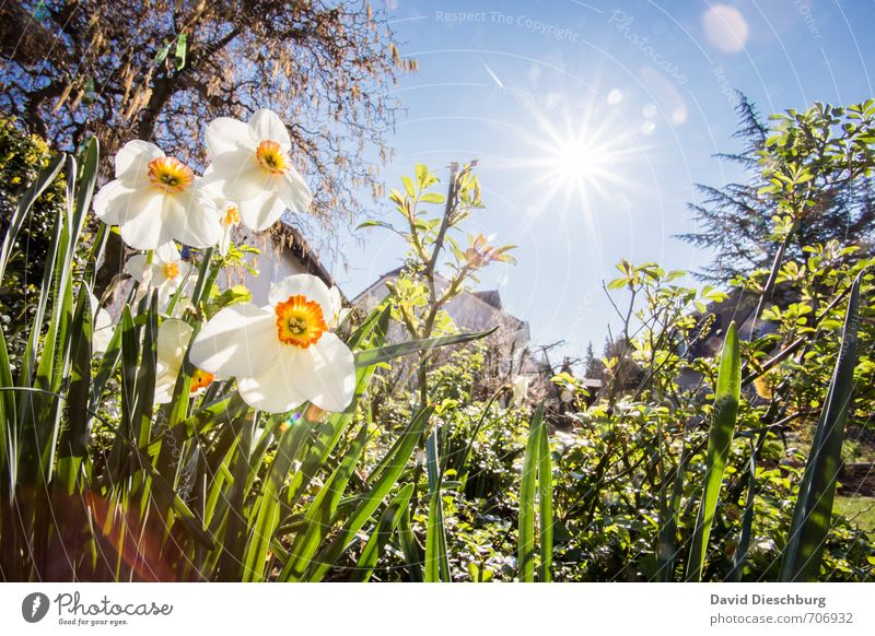 Frühlingswetter harmonisch Erholung ruhig Sommer Sommerurlaub Natur Pflanze Tier Wolkenloser Himmel Schönes Wetter Wärme Baum Blume Gras Sträucher Blatt Blüte