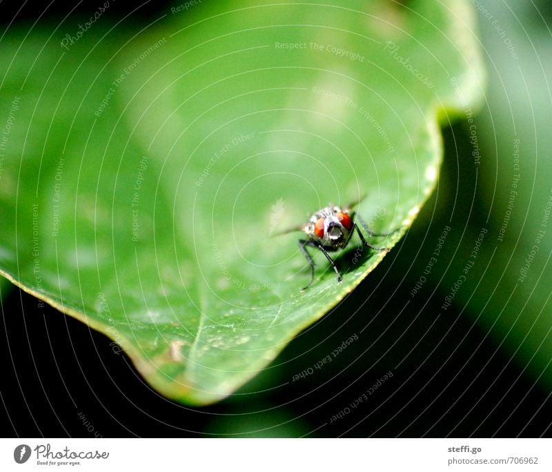 Moin! Pflanze Tier Fliege Tiergesicht Flügel Insekt 1 beobachten exotisch wild entdecken Erwartung Neugier Freiheit frei grün Blatt Blattadern fliegen Auge