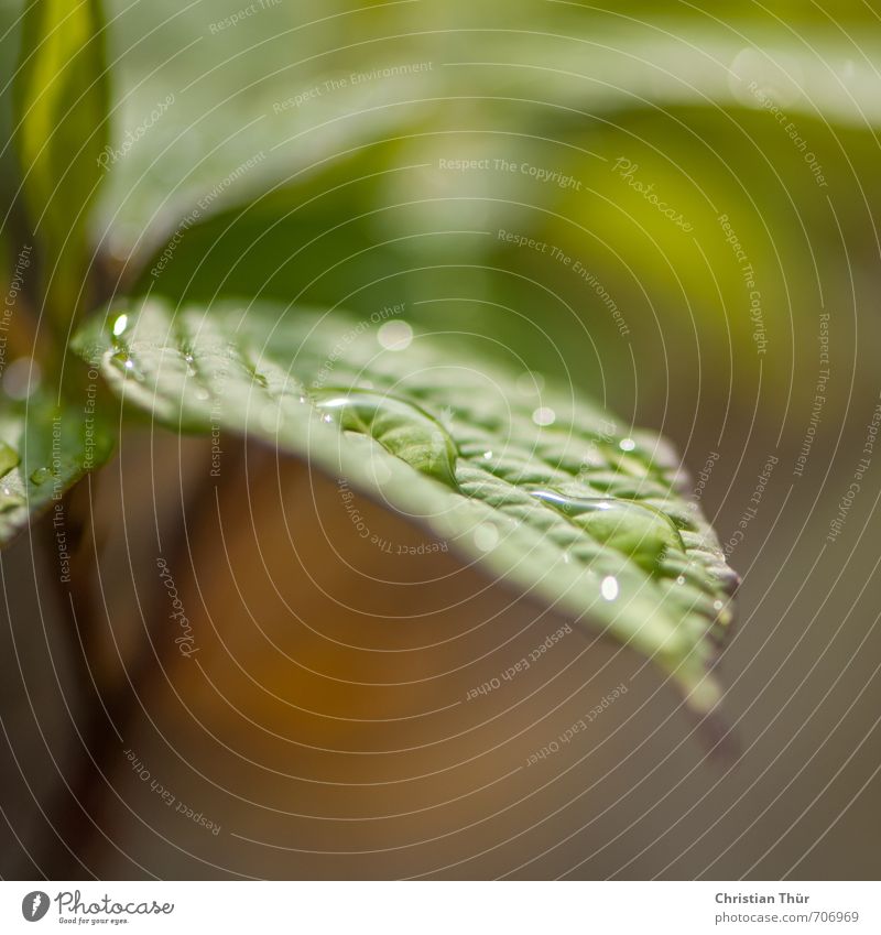 Frühjahresregen harmonisch Wohlgefühl Zufriedenheit Meditation Ausflug Haus Traumhaus Garten Umwelt Pflanze Tier Frühling Regen Blatt Erholung nass braun grün