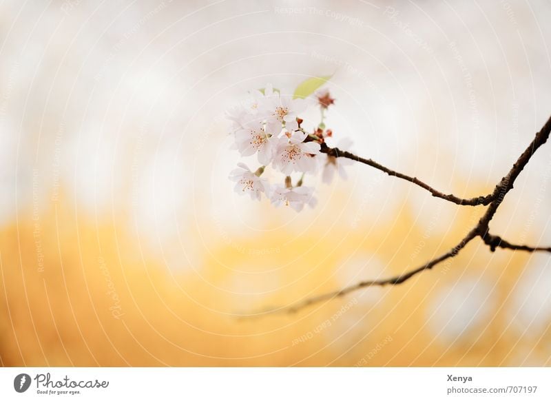 Frühlingserwachen Natur Pflanze Baum Blüte Kirschblüten Blühend ästhetisch gelb rosa Frühlingsgefühle zart Kirschbaum Ast Vorfreude Romantik Außenaufnahme