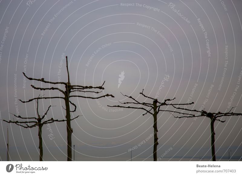 AST 7 | Wenn die Bäume Finger spreizen ... Ausflug Landwirtschaft Forstwirtschaft Umwelt Natur Himmel Frühling schlechtes Wetter Nebel Baum Park Küste