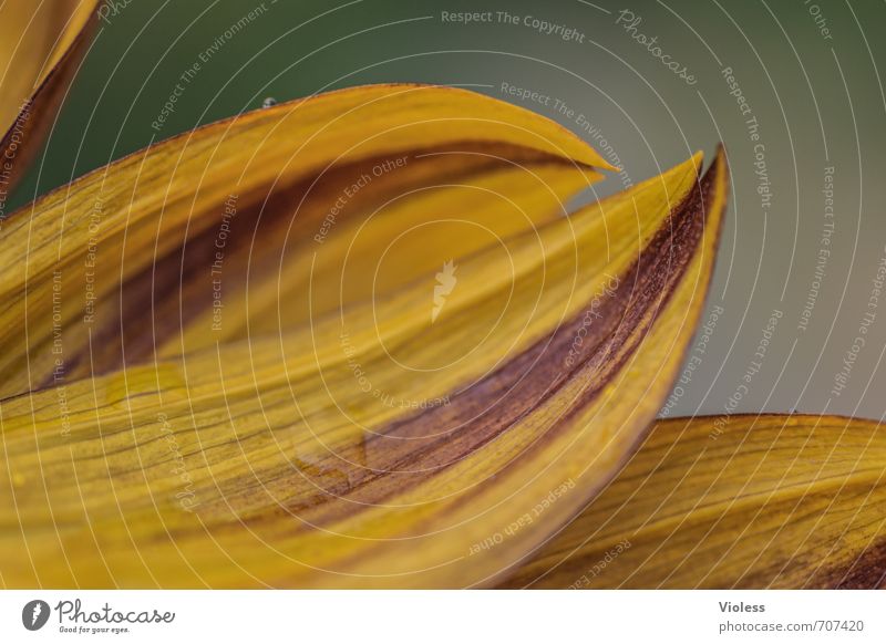 mit schwung ... Natur Pflanze Blume Blatt Blüte Blühend Kitsch natürlich saftig gelb Sonnenblume Farbfoto Makroaufnahme Experiment Unschärfe