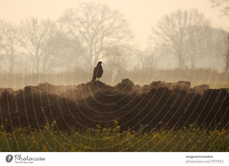 Fasan am Morgen Umwelt Natur Landschaft Pflanze Tier Frühling Baum Blüte Rapsfeld Feld Dorf Wildtier Vogel Fasanenartiger 1 beobachten Jagd frei wild Stimmung