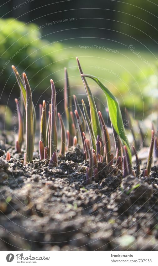 Frühlingserwachen Natur Pflanze Erde Schönes Wetter Blume Gras Grünpflanze Garten Wachstum ästhetisch authentisch einfach natürlich Wärme braun grün