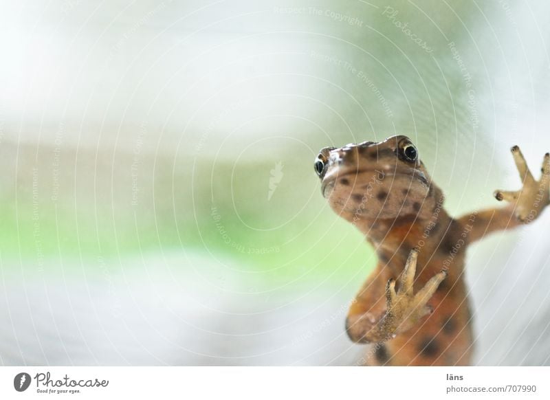 wer bin ich l Schwanzlurch Tier Wildtier Frosch Tiergesicht Molch 1 beobachten berühren außergewöhnlich Neugier niedlich braun grün Entsetzen Stress Nervosität