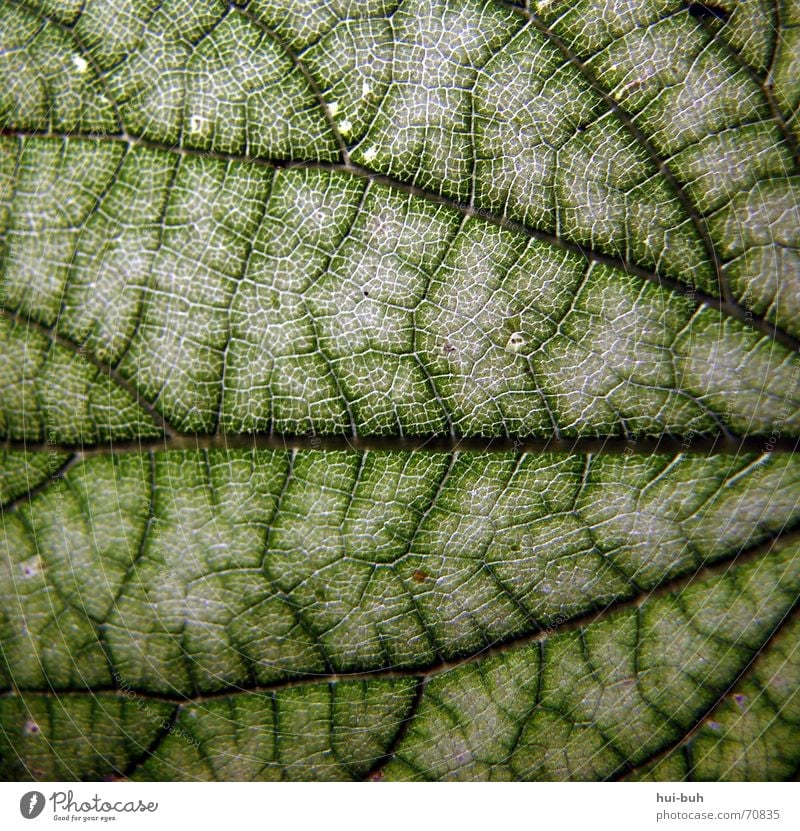 blattstruktur Blatt grün Gefäße Photosynthese Baum Abzweigung Strukturen & Formen Linie Ecke Ausfahrt Punkt zusammenlauf