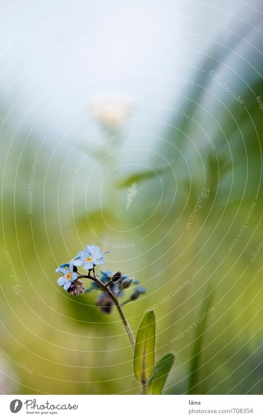 Vergissmeinnicht Umwelt Natur Pflanze Frühling Blüte Vergißmeinnicht Garten Wiese Blühend Wachstum Textfreiraum oben Schwache Tiefenschärfe