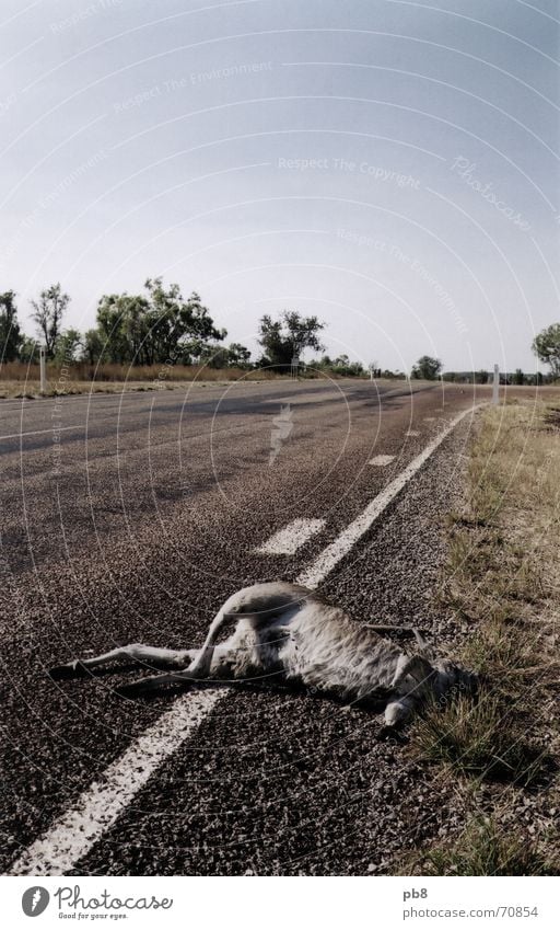 Roadkill Australien Känguruh Road Train Verkehr Baum Gras freeway Straße Tod Schilder & Markierungen Himmel