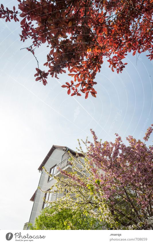 Frühling Haus Garten Natur Pflanze Wolkenloser Himmel Schönes Wetter Baum Sträucher Häusliches Leben Duft modern schön mehrfarbig Stimmung Frühlingsgefühle