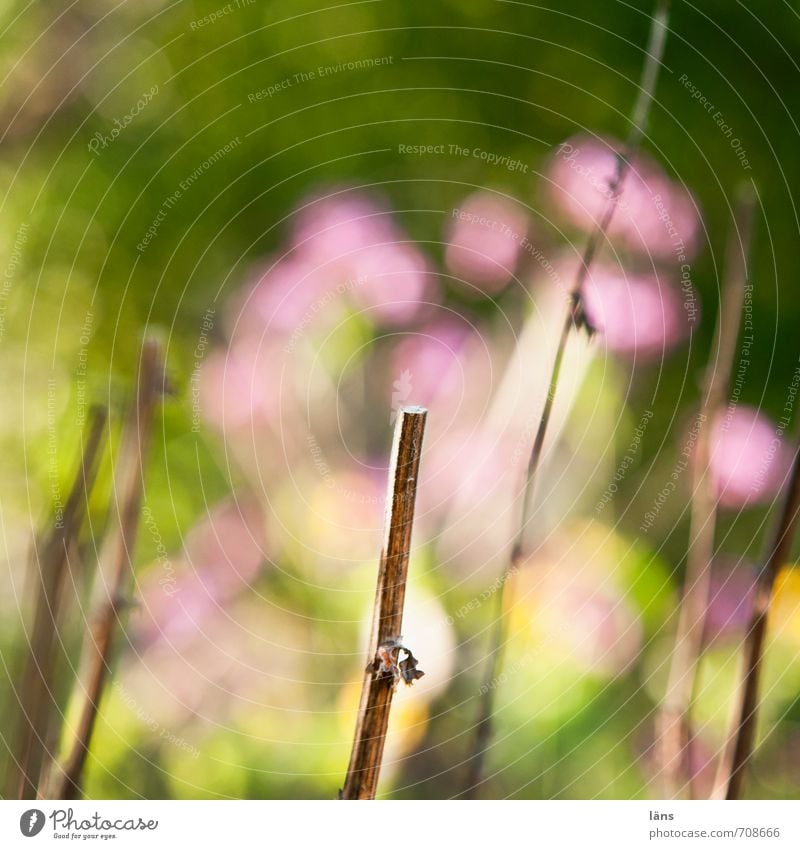 Blümchenbild Blume Natur Garten Ast Schwache Tiefenschärfe Unschärfe Blühend Blüte grün rosa