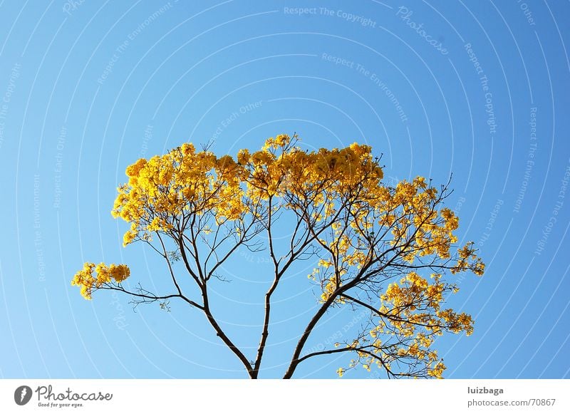 Ipe amarelo gelb Natur Blauer Himmel Brasilien tree leaf calm countryside